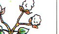 cotton plant