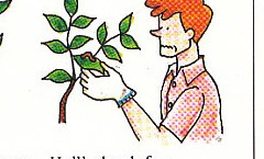 checking for harmful insects