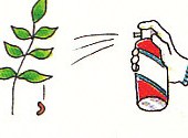 spraying insecticide on some plants
