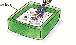 cleaning the litter box