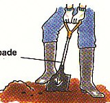 turning the soil with a spade