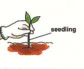 planting some seedlings