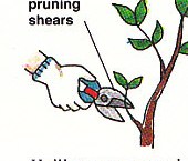 pruning extra leaves from some plants