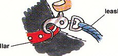clipping a leash to his collar