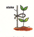 tying them to small stakes