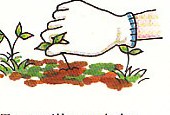 weeding the garden