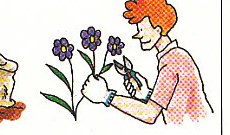 picking some flowers for the house